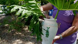 Get It Growing Split leaf philodendron creates a tropical oasis [upl. by Olimreh]