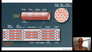 Lecture15 Muscle Physiology [upl. by Attikin]