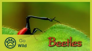 Beetles  The Whole Story 613  Go Wild [upl. by Aehtla949]