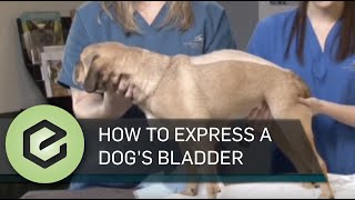 How to Manually Express Your Pets Bladder [upl. by Luiza911]