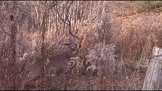 Late Season Muzzleloader Whitetails  Deer amp Deer Hunting TV [upl. by Bain903]