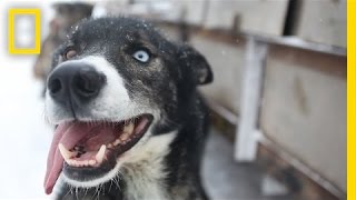 Sled Dogs More Than Meets the Eye  National Geographic [upl. by Polak]