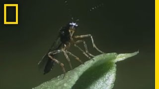 BodySnatching Wasp Larvae Eat Aphids Alive  National Georgraphic [upl. by Rucker]