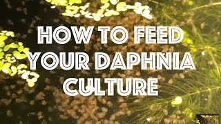 How To Feed Your Daphnia Culture [upl. by Ariaz]