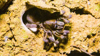 Trapdoor Spider Seizes Insect  The Dark Natures Nighttime World  BBC Earth [upl. by Myrt]