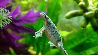 Feeding Your African Dwarf Frog Episode 2 [upl. by Eelek]