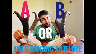 How to Score an Antelope Field Judging Tips [upl. by Inessa]