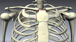 Sternum  3D Anatomy Tutorial [upl. by Assilram97]