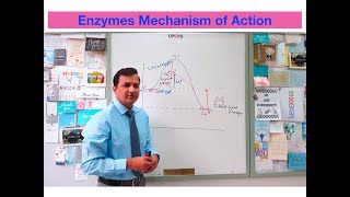 Mechanism of Enzyme Action [upl. by Samuel559]