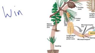 Gymnosperm Reproduction [upl. by Lledal]