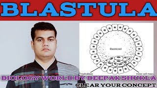 Blastocyst Formation Morula Blastula [upl. by Chandal]