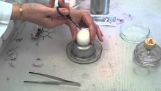 Viral Cultivation in Chicken Embryo [upl. by Inol]