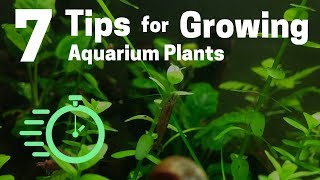 7 Tips for Growing Freshwater Plants in an Aquarium [upl. by Esra16]