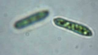 Euglena sp [upl. by Aenil]