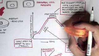 Microbiology  Bacteria Growth Reproduction Classification [upl. by Nylesoy]