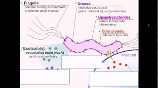 H Pylori Infections Symptoms Tests Treatment amp Complications  Dr Ravindra B S [upl. by Saree]