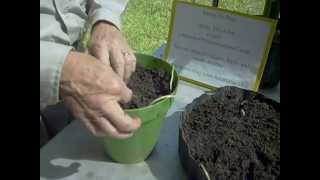 Planting amaryllis water sprouted seedlings [upl. by Fessuoy569]