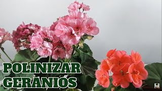 geranios como se reproducen polinizacion chuyito jardinero [upl. by Kenwood906]