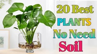 20 Best Plants dont need soil to grow  Plants no need soil  No Need Soil Plants [upl. by Piks663]