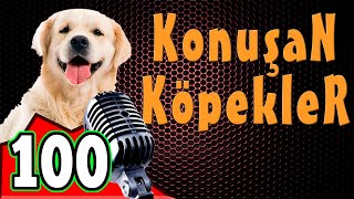 Komik Köpek Videoları  Konuşan Köpekler ve Kediler 100 [upl. by Saltsman981]