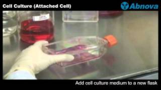 Cell Culture Attached Cell [upl. by Zola450]