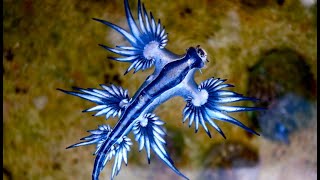 Facts The Blue Sea Dragon [upl. by Yxor395]