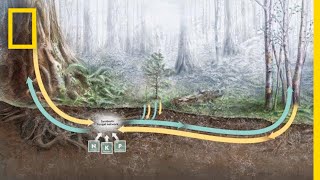 How Trees Secretly Talk to Each Other in the Forest  Decoder [upl. by Beitnes]