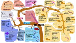 Gastritis H Pylori Gastritis [upl. by Cosme982]