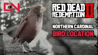 Red Dead Redemption 2  Northern Cardinal Bird Location  Perfect Cardinal Carcass [upl. by Tortosa]