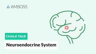 The Neuroendocrine System Regulatory Processes [upl. by Kcirderf]