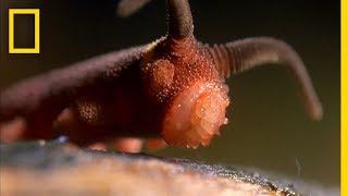 This Worm Uses a quotSilly String of Deathquot  National Geographic [upl. by Werna]