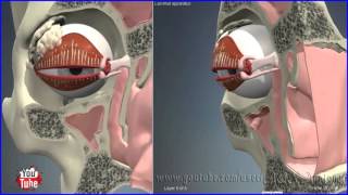 Nasolacrimal Lacrimal Duct  System  3D Human Anatomy  Organs [upl. by Eiruam]