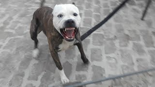 Pitbull Attack aggresive pitbull terrier Tiger [upl. by Thorner]