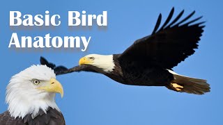 Basic Bird Anatomy [upl. by Liddie138]