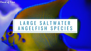 Large Saltwater Angelfish Species [upl. by Aisilef]