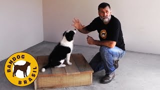 Como adestrar um CACHORRO FILHOTE  Uma aula prática [upl. by Aidyn]