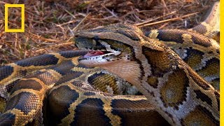 LInde terre des pythons les plus dangereux de la planète [upl. by Latonia]