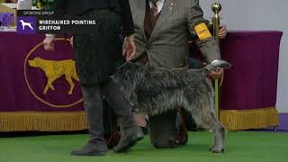 Wirehaired Pointing Griffons  Breed Judging 2019 [upl. by Los]