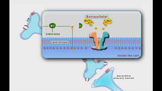 Local Anesthesia animation [upl. by Malinde515]