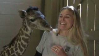 Masai Giraffe quotMilesquot Born at the Houston Zoo Jan 30 09 [upl. by Nikki]