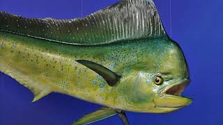 Facts The Dolphinfish MahiMahi [upl. by New307]