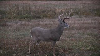 Whitetail Deer Hunting tips  Weather Patterns to look for [upl. by Noremmac]