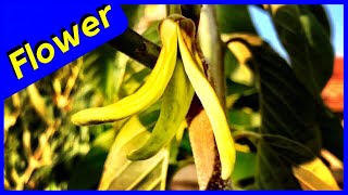 Cherimoya Tree Pollination Tips [upl. by Notsuoh]