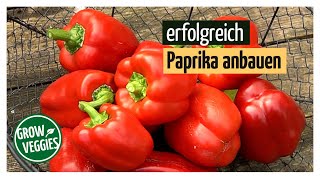 Paprika erfolgreich anbauen  Gemüseanbau im Garten [upl. by Lizette31]