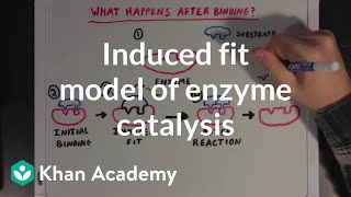 Induced fit model of enzyme catalysis  Chemical Processes  MCAT  Khan Academy [upl. by Aicela963]