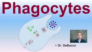 Phagocytes [upl. by Hsetih692]