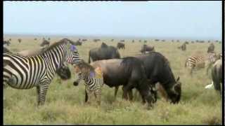 SERENGETI NATIONAL PARK TANZANIA [upl. by Arimahs]