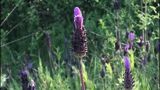 KARABAŞOTU Lavandula stoechas faydaları [upl. by Yedorb]