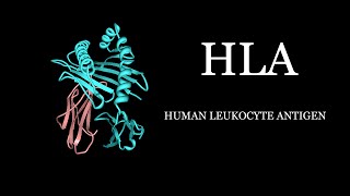 HLA  Human Leukocyte Antigen Simplified [upl. by Ahnavas]