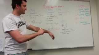 Collagen Types and Synthesis Pathway [upl. by Carine]